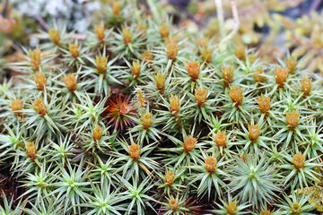 Obraz premium Juniper haircap, Polytrichum juniperinum, also known as juniper polytrichum moss