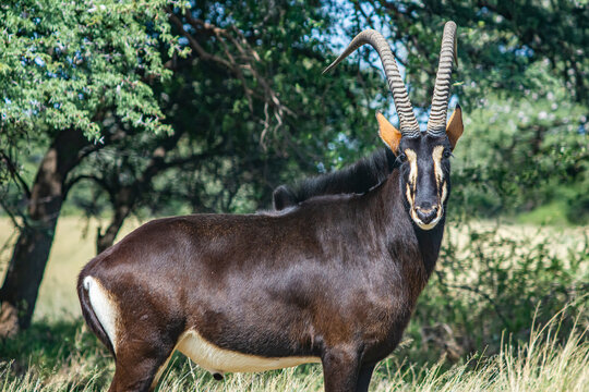 big male sable