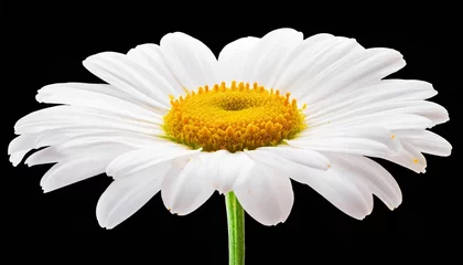 Tuinposter common daisy blossom isolated on transparent background © Nathaniel