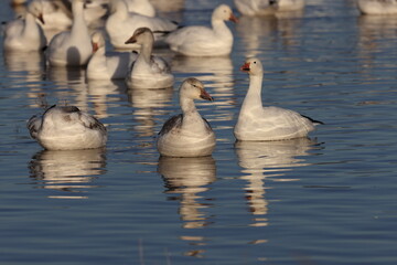 Snow geese Bernardo Waterfowl Area – Bosque, New Mexico USA