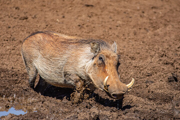 warthog in the mud