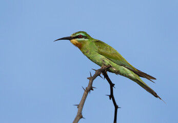 Blue-cheeked bee-eater on blue at Jasra, Bahrain