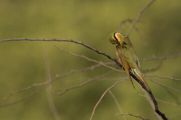 Blue-cheeked bee-eater preening, perched on acacia tree at Jasra, Bahrain