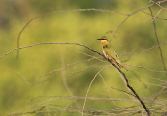 Blue-cheeked bee-eater perched on acacia tree at Jasra, Bahrain