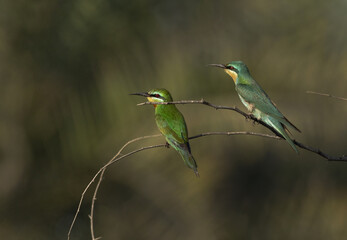 A pair of Blue-cheeked bee-eater perched on acacia tree at Jasra, Bahrain