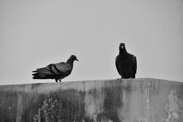 two pigeon on the balcony