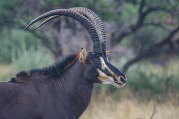 male sable antelope side view - Powered by Adobe