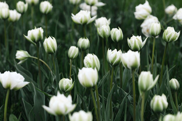 plant background from tulips
