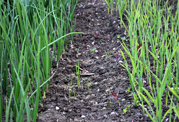 Green onions and garlic growing in the garden in spring. Onion and garlic rows plantation in a rustic garden