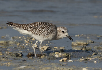 Grey plover feeding at Busaiteen coast of Bahrain