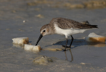 Dunlins feeding leftover at Busaiteen coast, Bahrain