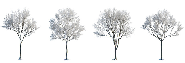 Set of street medium winter various snowed trees frontal isolated png on a transparent background perfectly cutout sunny weather - obrazy, fototapety, plakaty