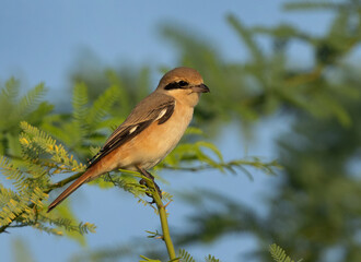 Portrait of a Red-tailed Shrike, Bahrain