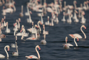 Flocks of Greater Flamingos wading at Eker creek in the morning, Bahrain