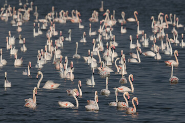 Flock Greater Flamingos  wading at Eker creek in the morning, Bahrain