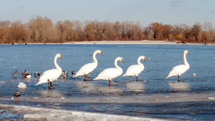 swans on the river