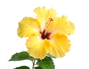 Gelbe Hibiskusbl&uuml;te isoliert auf wei&szlig;en Hintergrund, Freisteller