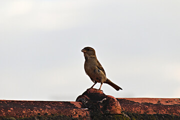 young sparrow perched on the ridge of a red-tiled roof.