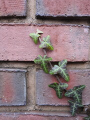 red wall with ivy