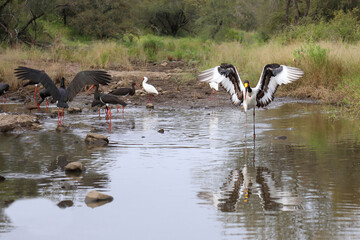 Sattelstorch und Schwarzstorch / Saddle-billed stork and Black Stork / Ephippiorhynchus senegalensis et Ciconia nigra.
