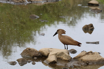 Hammerkopf / Hamerkop / Scopus umbretta