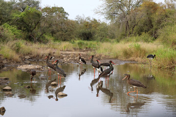 Schwarzstorch / Black Stork / Ciconia nigra..