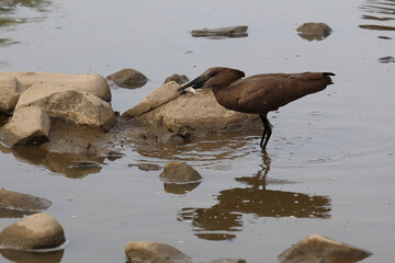 Hammerkopf / Hamerkop / Scopus umbretta.
