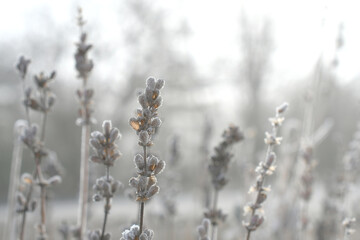 Heavy frost on lavender buds and stem on a cold, foggy winter morning. neutral tones texture