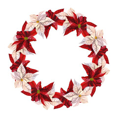 Wreath of Christmas flowers. White and red poinsettia. Botanical watercolor illustration for New Year background design, textile, card, sticker, poster
