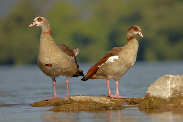 Egyptian goose