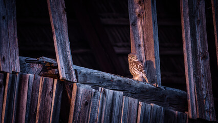 Little Owl in old barn window (Athene noctua) observing surroundings.