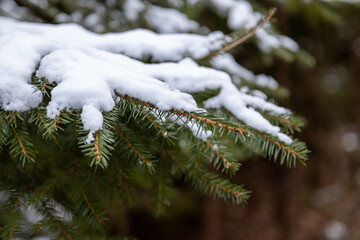 Forest at early winter with partial snow cover