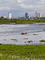 portrait of a large flooded area in the floodplain of the Tiete River, frequented by hundreds of migratory birds, in the background buildings of the city of Suzano.