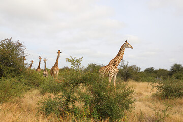 Giraffe / Giraffe / Giraffa camelopardalis