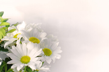 Bouquet of white chrysanthemums on a white background. Background for congratulations on March 8. Background for happy women's day