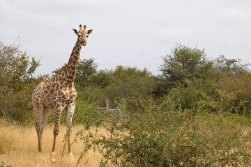 Giraffe / Giraffe / Giraffa camelopardalis