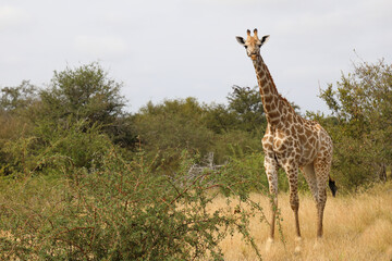 Giraffe / Giraffe / Giraffa camelopardalis