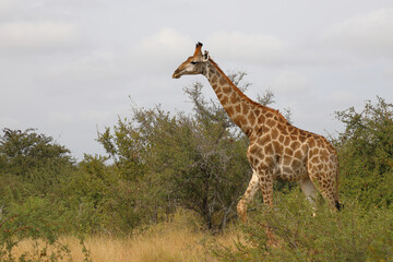 Giraffe / Giraffe / Giraffa camelopardalis