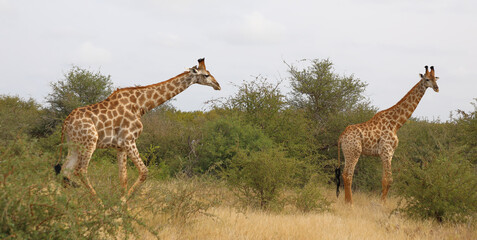 Giraffe / Giraffe / Giraffa camelopardalis