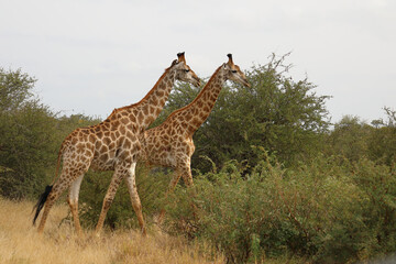 Giraffe / Giraffe / Giraffa camelopardalis