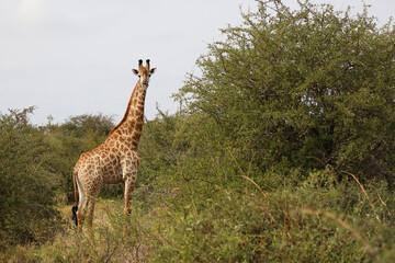 Obraz premium Giraffe / Giraffe / Giraffa camelopardalis