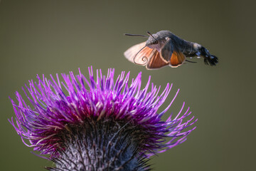 Hummingbird Hawk-moth hovering over a purple thistle (Macroglossum stellatarum), a dance with nature.