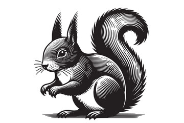 Squirrel. Vintage engraving vector illustration. Woodcut. Black and white. Logo, emblem, icon. Isolated object