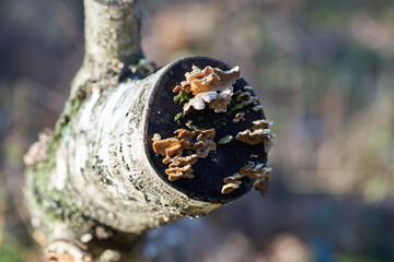 Mushrooms on the tree trunk in the forest.