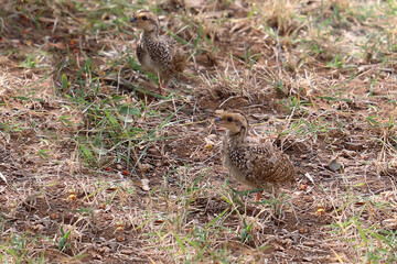 Swainsonfrankolin / Swainson's francolin or Swainson's spurfowl / Francolinus swainsonii..