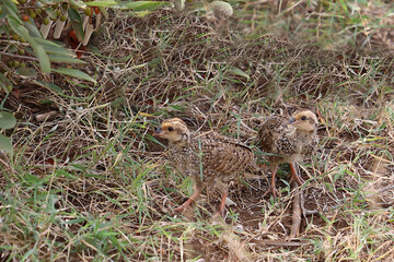 Swainsonfrankolin / Swainson's francolin or Swainson's spurfowl / Francolinus swainsonii..