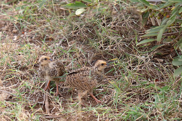 Swainsonfrankolin / Swainson's francolin or Swainson's spurfowl / Francolinus swainsonii..
