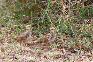 Swainsonfrankolin / Swainson's francolin or Swainson's spurfowl / Francolinus swainsonii..