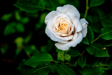 Blüte einer weißen Rose vor dunklem grünen Hintergrund