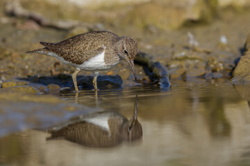 Joung common sanpiper